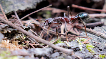 Wallpaper thumb: Bull Ant (Myrmecia forficata)